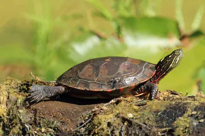 Красноухая черепаха: описание, виды, содержание и уход