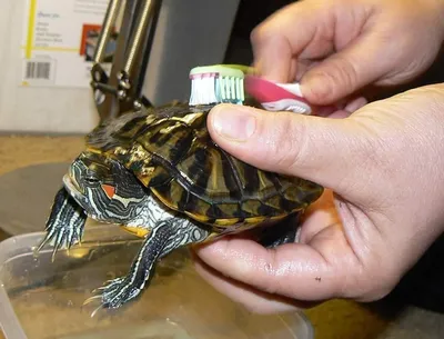 Красноухая черепаха (пресноводная): содержание, фото, видео