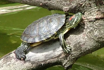 Содержание черепах в акватеррариуме