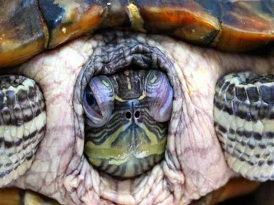 Болезни красноухих черепах: симптомы, белые пятна на панцире, отслаивается  панцирь, опухли глаза