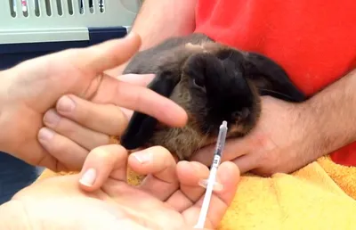 ВНИИЗЖ выпустит первую на рынке РФ вакцину против опасного штамма болезни  кроликов | Ветеринария и жизнь