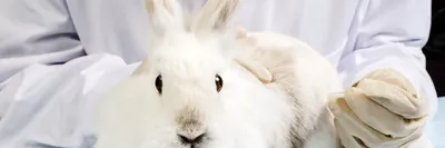 Основные заболевания кроликов, от носа до хвоста — ветклиника «АМИКУС ВЕТ»