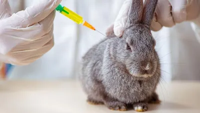 ТОП-5 ошибок при вакцинации кроликов