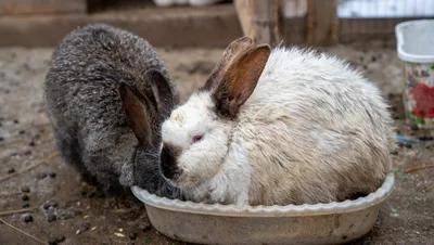 Информация о вирусной геморрагической болезни кроликов :: Krd.ru