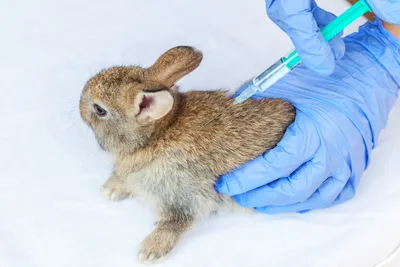 Лечение и диагностика заболеваний кроликов