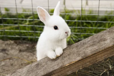 Дерматомикоз (кожный грибок) у кроликов - симптомы, лечение | МосВет Помощь