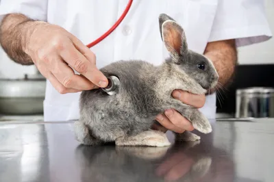 Вакцинация кроликов в СПб | Сеть ветеринарных клиник «Ветус»