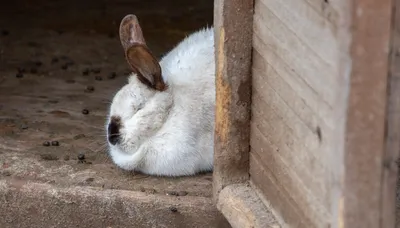 Частые болезни кроликов — лечение и профилактика | Ботаничка | Дзен