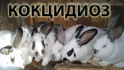 Болезни кроликов – профилактика и лечение - Бобёр.ру