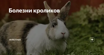 Вирусная геморрагическая болезнь кроликов