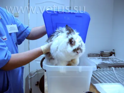 Домашние кролики: Болезни и их лечение · ВК «КРУГ»