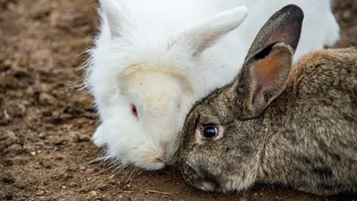Болезни кроликов | Животные | Дзен