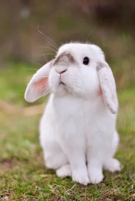 Как содержать кроликов в домашних условиях: как выбрать и ухаживать, чем  кормить