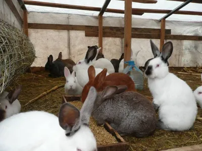 Все, что нужно знать о заболевании кроликов породы \"французский баран\" |  Тимирязевец-Мажоров | Дзен