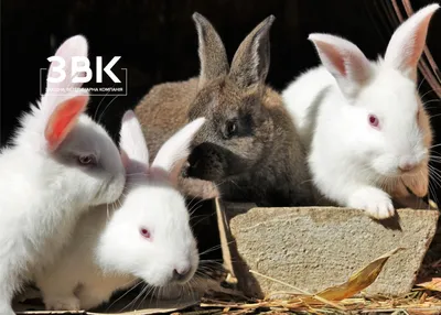 Чем болеют кролики и как их лечить? | ВКонтакте