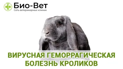 Геморрагическая болезнь кроликов (история, симптомы, лечение) |  Ветеринарные препараты оптом