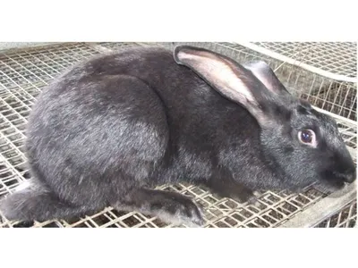 Ученые в США нашли способ лечения геморрагической болезни кроликов |  Ветеринария и жизнь