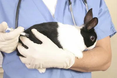 В лаборатории перечислили распространенные болезни кроликов