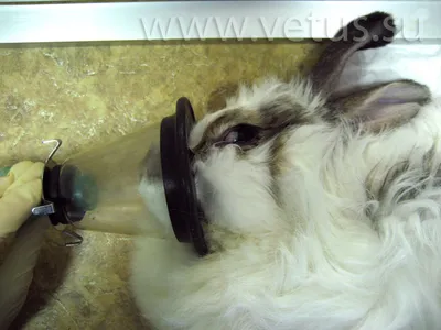 Новые ветправила для кролиководов вступят в силу в 2022 году | Ветеринария  и жизнь