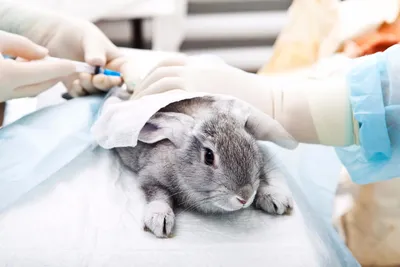Вакцинация кроликов. Нужны ли кроликам прививки | Ветеринарная клиника