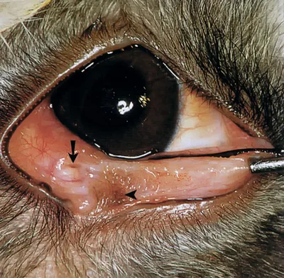 Офтальмологические заболевания мелких домашних животных. Кролики. Часть I