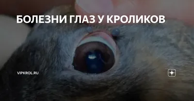 Помогите определить болезнь ! | Здоровье кроликов форум на Fermer.ru / Стр.  66 из 196