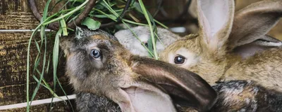 Кролик щурит один глаз — Заболевания кроликов — Ветеринарный форум