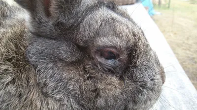 Домашние кролики: Болезни и их лечение · ВК «КРУГ»