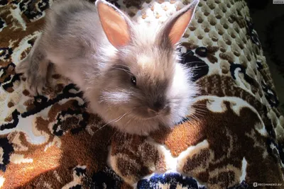Вестибулярный синдром кроликов | Ветеринарная клиника
