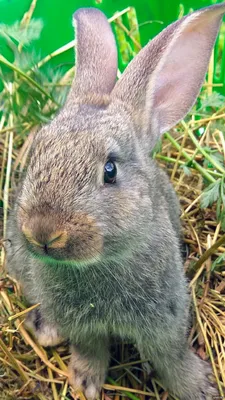 Вислоухий кролик баран идеален для новичков и детей - Декоративные кролики