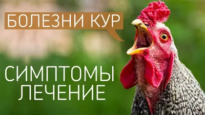 У попугая на лапах какие то болячки - Основной раздел - Форумы Mybirds.ru -  все о птицах