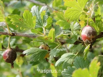 Болезни и вредители крыжовника - Agro-Market