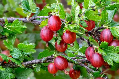 Болезни смородины и крыжовника и их лечение