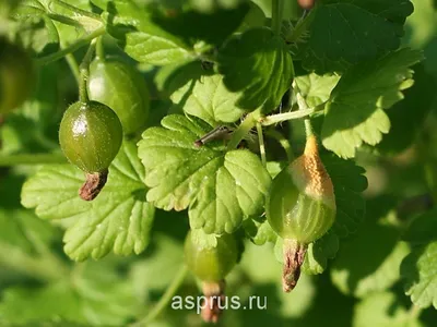 🐛🍓Самые опасные болезни и вредители смородины, малины и крыжовника. Чем  обработать кустарники от мучнистой росы