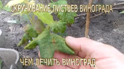 Вирус веерных листьев винограда (GFLV), вирус Fanleaf, Фанлиф вирус, вирус  короткоузлия