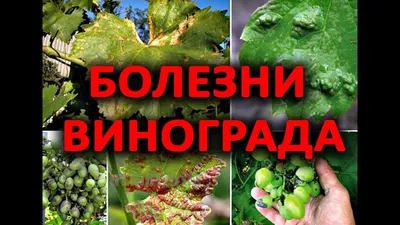 Болезни винограда и борьба с ними | Аптека Садовода