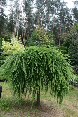 Лиственница европейская Пендула (Pendula)