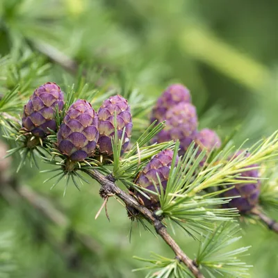 Лиственница европейская (Larix decidua) - PictureThis