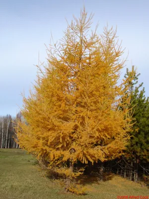 Купить Лиственница европейская Larix decidua - в питомнике Флорини