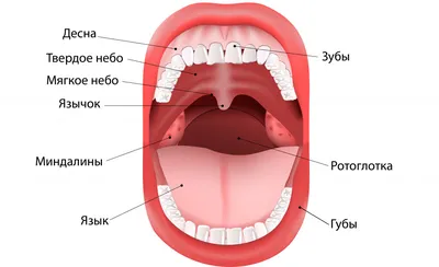 Рак нёба: симптомы, фото, первые признаки на начальной стадии, лечение и  прогноз - Belhope.ru