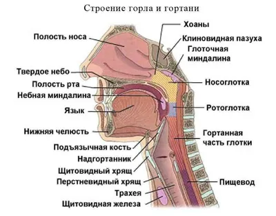 МЕДСИ - Боль в горле - распространенная жалоба. Очень часто она является  симптомом такого заболевания, как фарингит, представляющего собой  воспаление слизистой оболочки глотки. Симптомы: -ощущение резкой сухости и  жара в горле, -боль