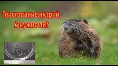 ГЛИСТОВАНИЕ НУТРИЙ. Нужно или нет? - YouTube