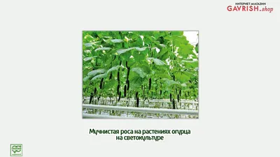 Основные болезни огурцов и меры борьбы с ними | Гавриш Шоп