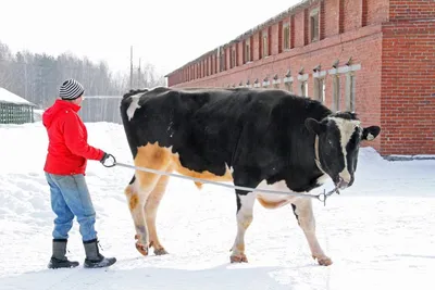 Якутская корова – источник ценных омега-3 жирных кислот