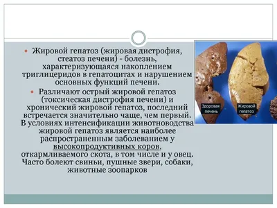 Заболевания печени | Интернет-магазин ЗооМаг в Москве