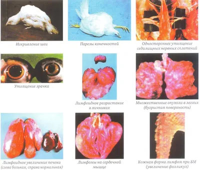 Некротический энтерит кур: cовременное представление