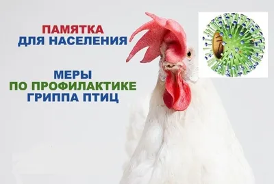 Лимфоидный лейкоз у птицы: причины, симптомы и лечение | компания NITA-FARM