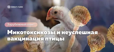 Заболевания, связанные с кормлением - синдром жирной печени у продуктивной  птицы