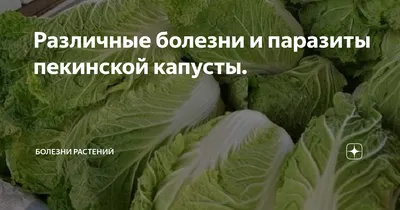 Можно ли жрать такую капусту?