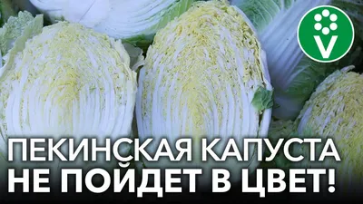 Вредители пекинской капусты и борьба с ними | Капуста, Пекинская капуста,  Борьба